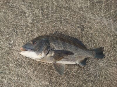 <p>レジェンド山本　沖の北先端内向き　飲ませ釣りでチヌ！釣れた豆アジをつけて泳がせたら簡単に釣れますよ♪</p>