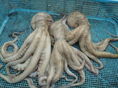 <p>釣れちゃうタマ　沖の北　タコエギで良型＆新子タコ🐙外で1つ、内で2つ</p>