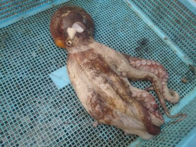 <p>宮原様　旧一文字赤灯　タコエギで良型タコ🐙</p>