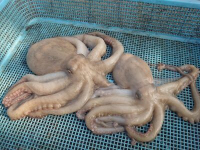 <p>釣れちゃうタマ　沖の北　タコエギでタコ🐙内外両方で釣れました。</p>
