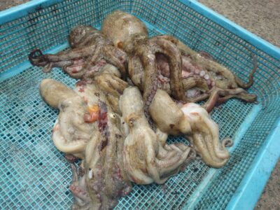 <p>上垣内様　沖の北　メジャクラ　蛸乗りジョニーで良型＆新子タコ🐙</p>