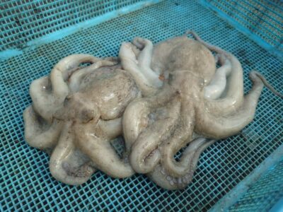 <p>釣れちゃうタマ　沖の北　タコエギで新子タコ🐙</p>