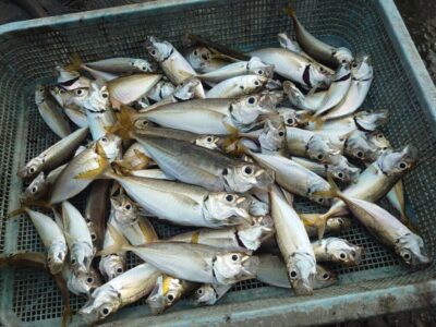 <p>レジェンド山本　沖の北先端内向き　足元サビキで豆〜中アジ！豆アジと小サバがかなり多いです。</p>