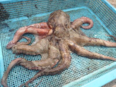 <p>多田様　沖の北　イカエギで良型タコ🐙</p>