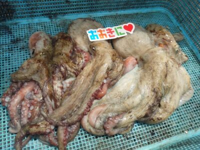 <p>おおきに！様　沖の北　イカエギ改で良型＆新子タコ🐙</p>