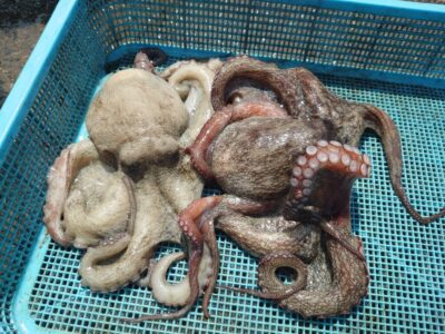 <p>⑨中村様　旧一文字3番内向き　タコエギで良型タコ🐙</p>