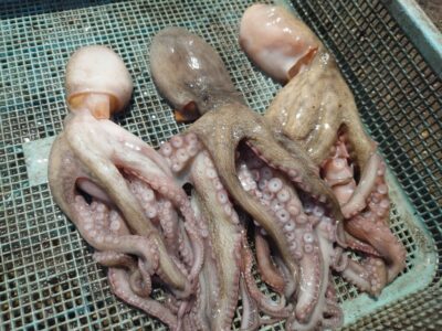 <p>からみ君　旧一文字カーブ〜白灯　蛸乗りジョニーで新子タコ🐙</p>