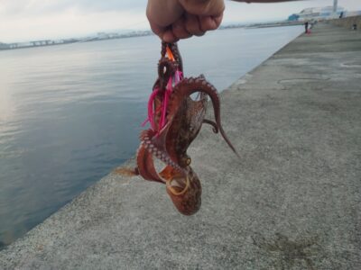 <p>釣れちゃうタマ　沖の北内向き　タコエギで良型タコ🐙</p>