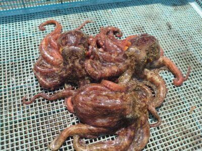 <p>にったこ様　沖の北　タコエギで新子タコ🐙</p>
