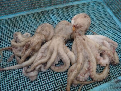<p>広石様　沖の北　タコエギで新子タコ🐙</p>