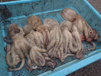 <p>🐯とらお君　旧一文字赤灯　タコエギで良型＆新子タコ🐙内向きでの釣果です。</p>