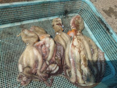 <p>西口様　旧一文字カーブ〜白灯　タコエギで良型＆新子タコ🐙</p>