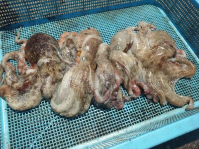 <p>9.5中村様　旧一文字赤灯〜3番　タコエギで新子タコ🐙</p>