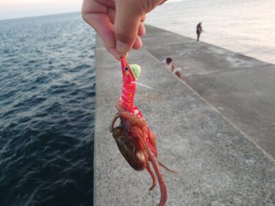<p>釣れちゃうタマ　沖の北外向き　タコジグサイズもまだいます。リリース。</p>