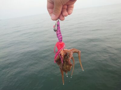 <p>釣れちゃうタマ　沖の北　蛸墨族2.5号で新子タコ3つ🐙これはリリース</p>