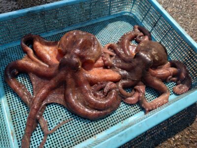 <p>亀本名人　沖の北内向き　イカエギ改で590gと960gの良型タコ🐙</p>