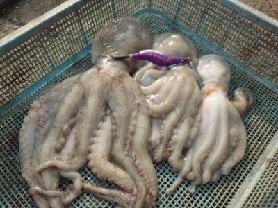 <p>からみ君　沖の北　メジャクラ　蛸乗りジョニーで良型タコ650g🐙</p>