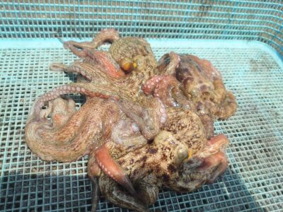 <p>にったこ様　沖の北　タコエギで新子タコ🐙</p>