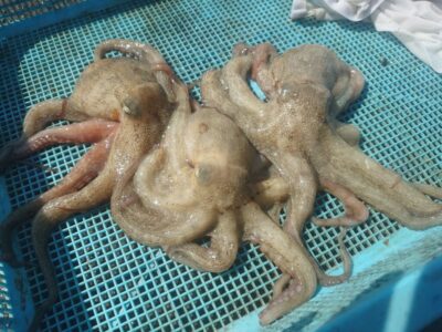 <p>タコ釣り向いてない倶楽部H様　沖の北　タコエギで新子タコ🐙</p>