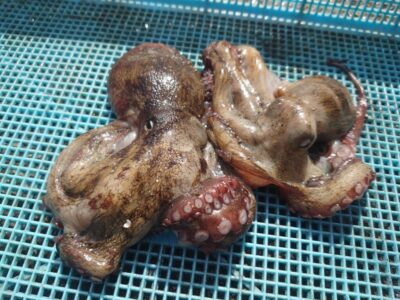 <p>ひまわり🌻様　旧一文字赤灯　タコエギで新子タコ🐙</p>