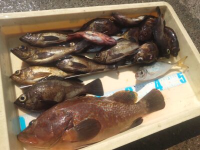 <p>川原様　沖の北　エビ撒き釣りでアコウ40cm！メバルも大漁！</p>