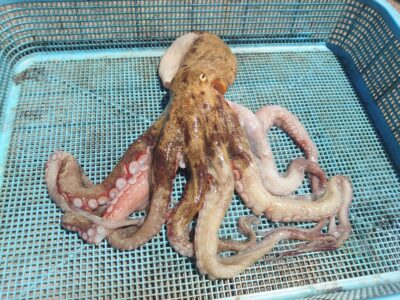 <p>沖の北　タコエギで良型タコ🐙</p>