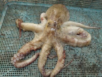 <p>沖の北　タコエギで良型たこ🐙</p>