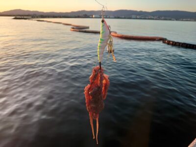 <p>釣れちゃうタマ　沖の北内向き　蛸電で新子タコ🐙まだ釣れますし、居なくなったりもしないんですけど高水温で渋い感じです。</p>