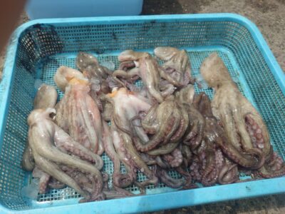 <p>大迫様　旧一文字赤灯〜2番外向き　遠投でタコ🐙ツ抜け達成！</p>