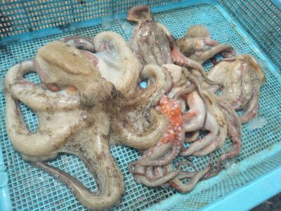 <p>旧一文字赤灯外向き　　遠投で新子タコ🐙</p>