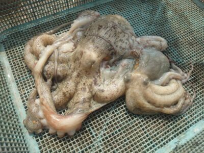 <p>藤本様　沖の北内向きタコエギで良型＆新子タコ🐙</p>