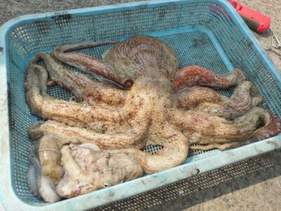 <p>沖の北外向き　タコエギで大ダコ2.2kg！！！（タモ入れ係広石様）</p>