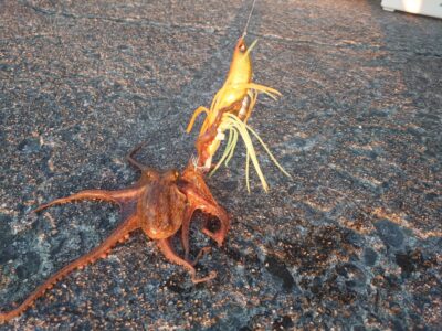 <p>とらお🐯君　沖の北　タコやんで新子タコ2つ🐙</p>