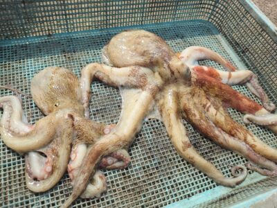 <p>だいじろ様　沖の北外向き　タコエギで良型＆新子タコ🐙</p>