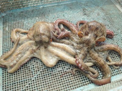 <p>にったこ様　沖の北　ケーソン継ぎ目で新子タコ🐙</p>