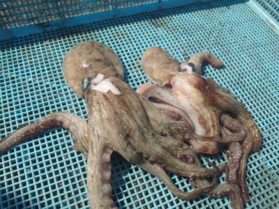 <p>⑨中村様　沖の北　ケーソン継ぎ目で新子タコ🐙</p>