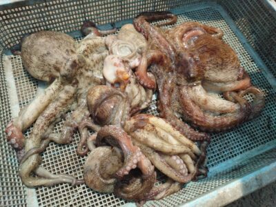 <p>月曜釣り倶楽部　西森様　沖の北　ケーソン継ぎ目で良型＆新子タコ🐙</p>