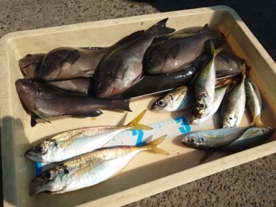 <p>酒井様　沖の北外向き　エビ撒き釣りでグレ大漁！良型アジ25cm！</p><p>苦潮のようで根魚はあたらず。際の3ヒロで連発したそうです。</p>