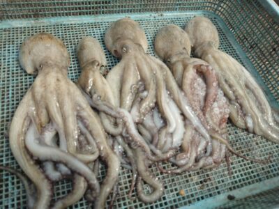 <p>高倉様　旧一文字3番～赤灯　タコエギで新子たこ🐙</p>