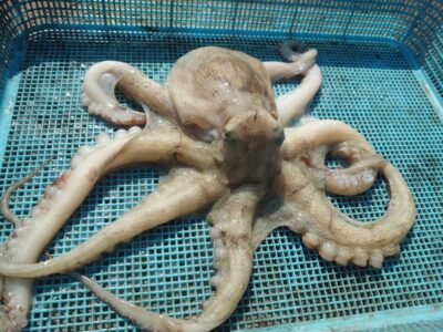 <p>ちょんまげ食堂釣り部様　沖の北　タコエギで良型タコ800g🐙</p>