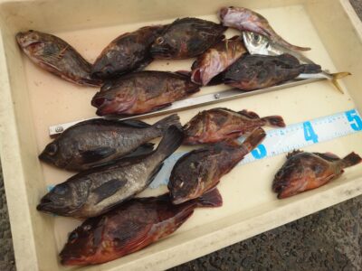 <p>レオ君　旧一文字赤灯外向き　エビ撒き釣りでガシラ！アコウも釣れたそうですが小さかったのでリリース♪</p><p>ガシラが釣れているので赤灯は苦潮無し。</p>