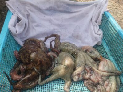 <p>ひらたこ様　旧一文字赤灯〜3番内向き　タコエギで新子タコ🐙</p>