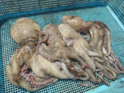 <p>山中様　沖の北　タコエギで良型＆新子タコ🐙</p>