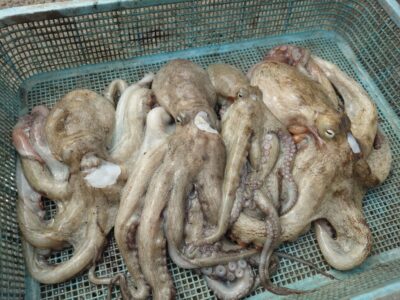 <p>ひらたこ様　旧一文字3番　タコエギで新子たこ🐙</p>