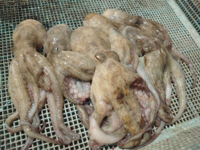 <p>タコハル様　旧一文字赤灯　タコエギで新子タコ🐙</p>