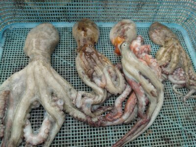 <p>多田様　沖の北　イカエギで良型＆新子たこ🐙</p>