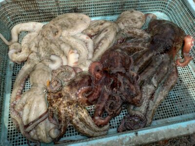 <p>やーたこ様　沖の北　タコエギで良型＆新子たこ🐙内向きでの釣果です</p>