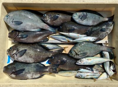 <p>大川様　旧一文字赤灯　人生初のヌカ切り釣りチャレンジ👍　グレ🐟27cm迄を11尾🎣</p>