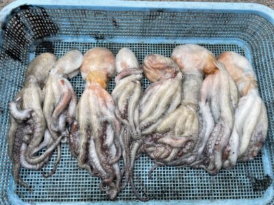 <p>西口様　沖の北　イカエギ改　マダコ8杯🐙</p>