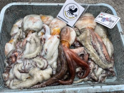<p>まゆげの釣り日記様　沖の北　タコエギ　マダコ12杯🐙</p>
